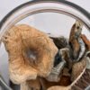 Prodaja Magičnih Gljiva Hrvatska | Premium Psilocybe Cubensis