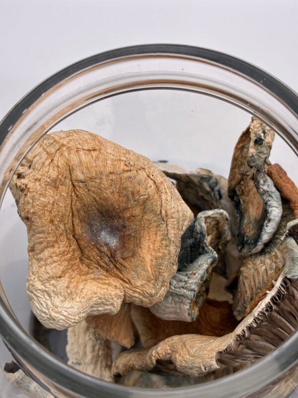 Prodaja Magičnih Gljiva Hrvatska | Premium Psilocybe Cubensis
